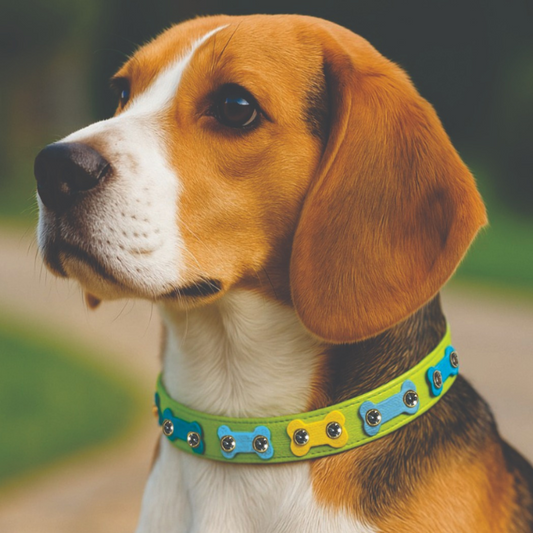 Collar Canino de Huesos Ossa