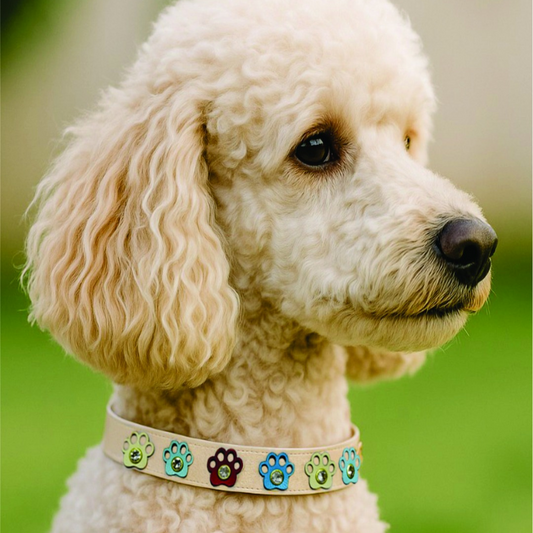 Collar Canino  de Huellitas Stopy