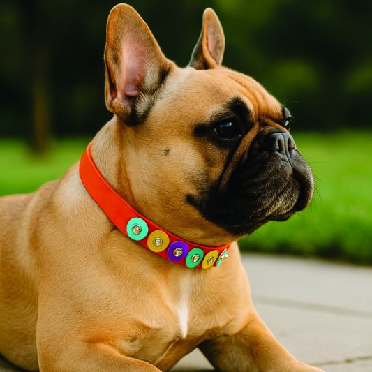 Collar Canino de Circulos Kreis