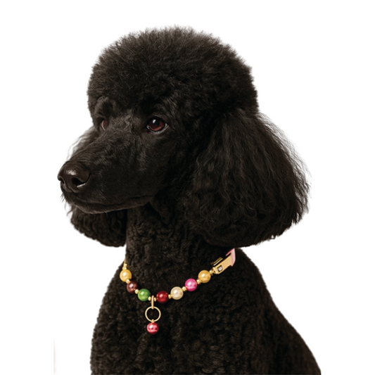 Collar de Joyería Canina Con Chapa de Oro Isis